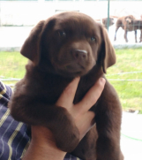 SrbijaOglasi - Na prodaju kučići čokoladni labradori 